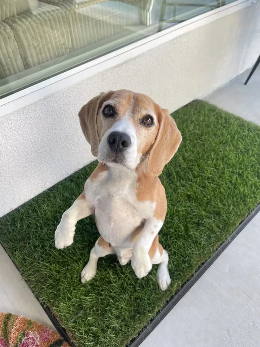 Beagle sitting upright on a DoggieLawn XL patch of real grass outdoors, looking directly at the camera