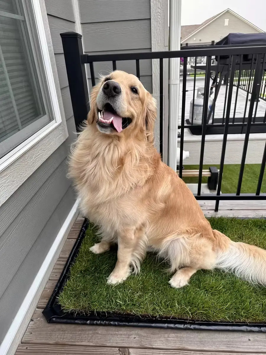 Golden Retriever sitting on a DoggieLawn XL patch of grass on a porch, smiling with its tongue out