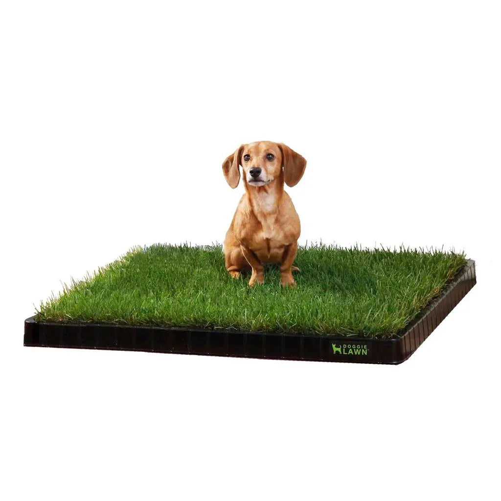Dachshund puppy sitting on a DoggieLawn large real grass potty pad in a black premium tray.