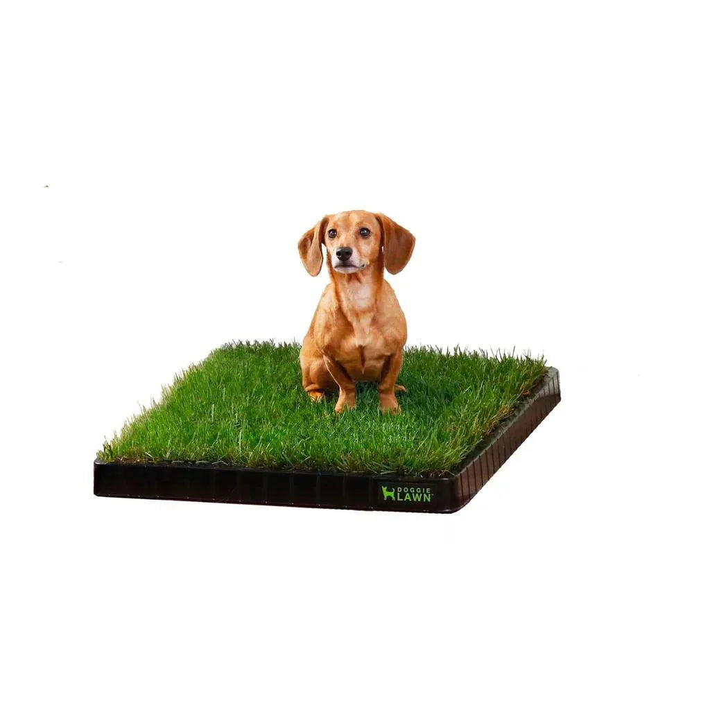 Dachshund sitting on a real grass dog potty pad with black tray.