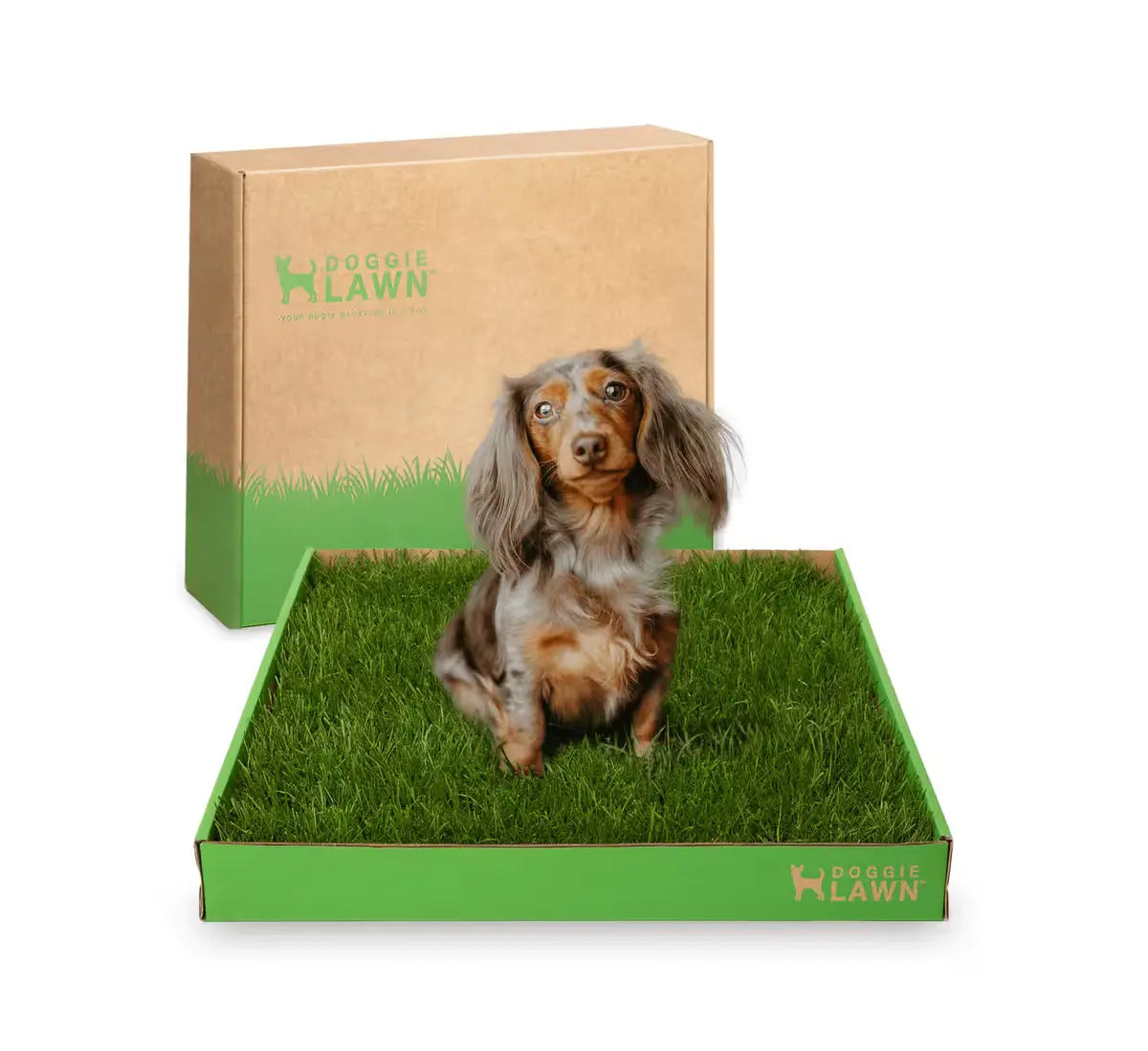 DoggieLawn kit featuring a small Dachshund sitting on fresh grass with the branded box in the background