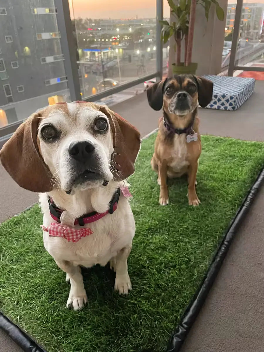 Two small dogs sitting on a DoggieLawn XL patch of grass indoors, with a cityscape visible through the window at sunset