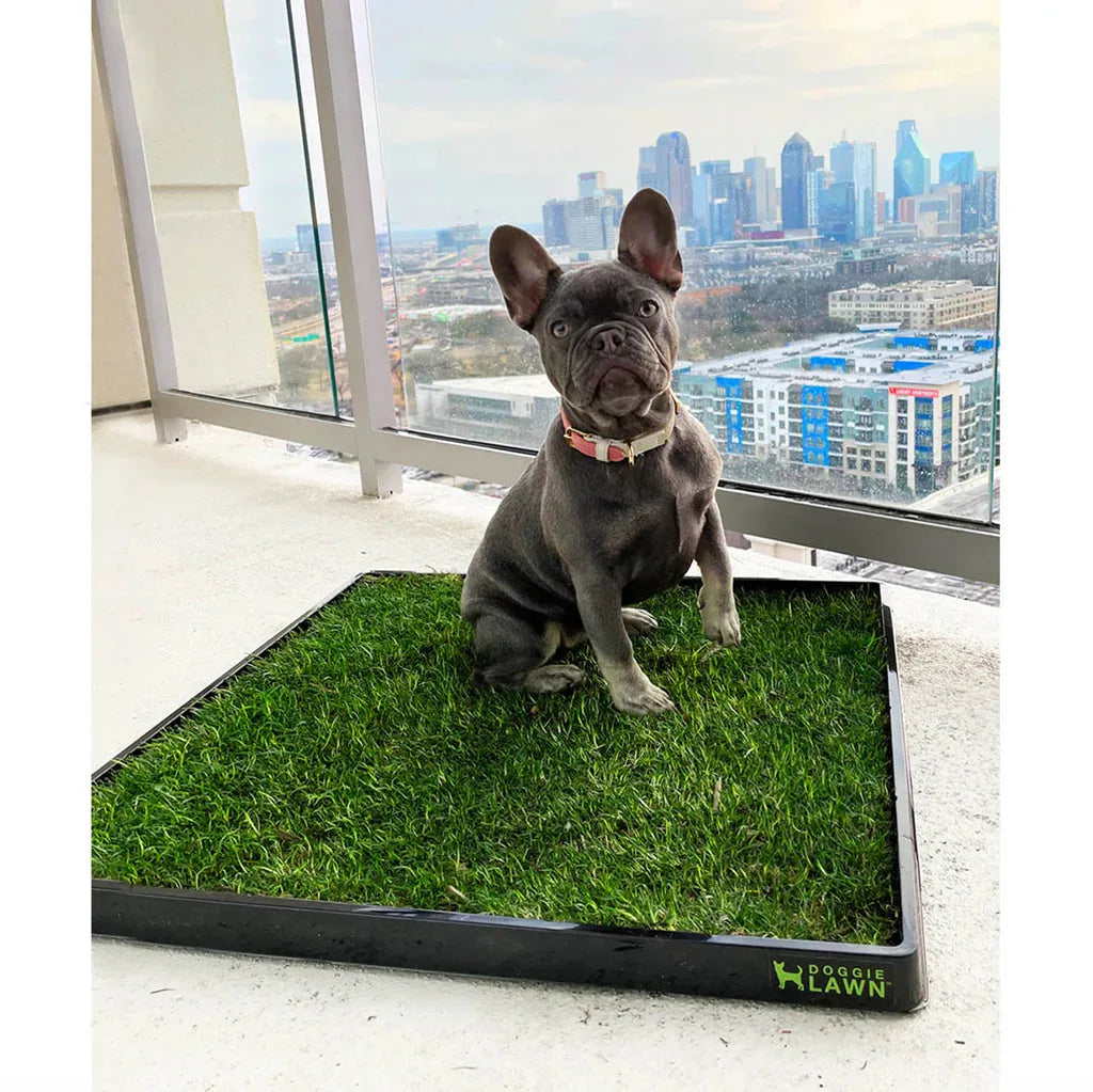 French bulldog sitting on a DoggieLawn dog grass pad with tray on a high-rise city balcony.