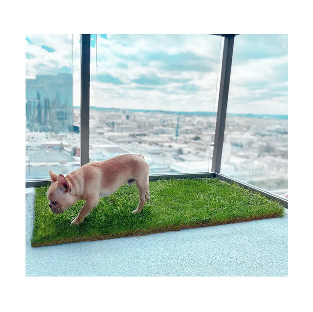 French bulldog standing on a real grass dog potty pad on a high-rise balcony overlooking the city.