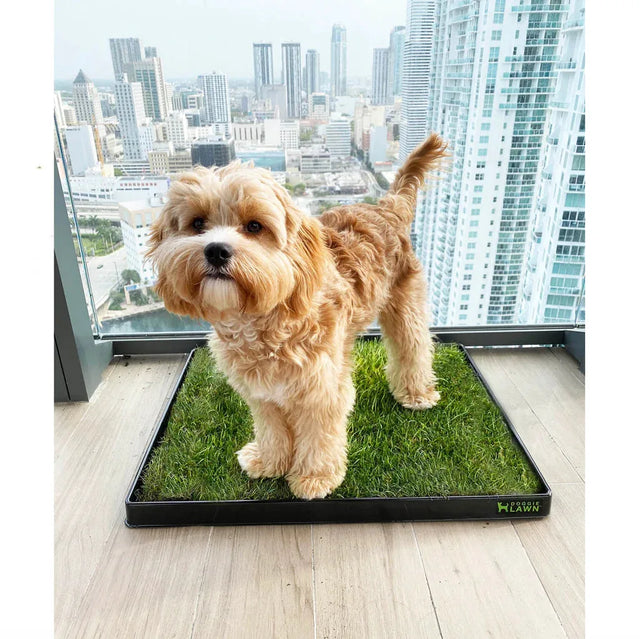 Grass pad with tray on a high-rise balcony overlooking the city.