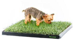 Shipping Policy - Free & Fast Delivery for Dog Grass Pads | DoggieLawn