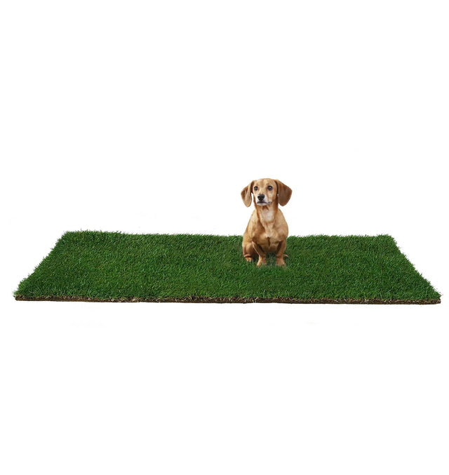 Dachshund puppy sitting on a DoggieLawn real grass patch without a tray on a white background.