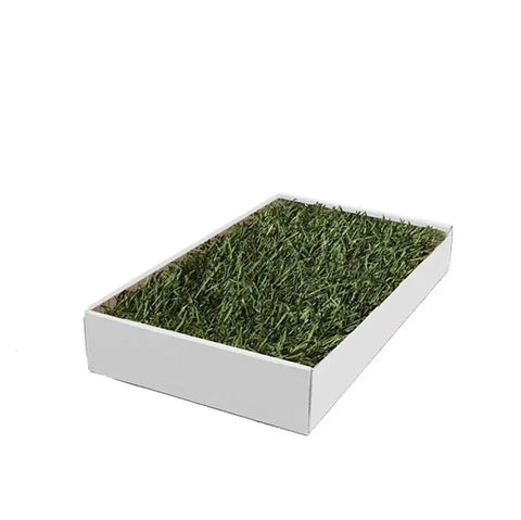 Guinea Pig Lawn Petite real grass pad in a white tray with fresh green grass on a white background.