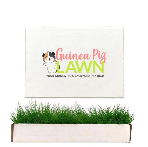 Guinea Pig Lawn Petite real grass pad with branded packaging and fresh green grass growing from the tray.