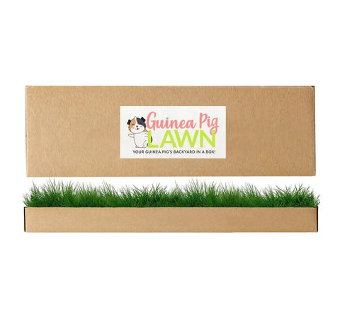 Guinea Pig Lawn real grass pad in branded cardboard packaging with fresh green grass growing from the tray.