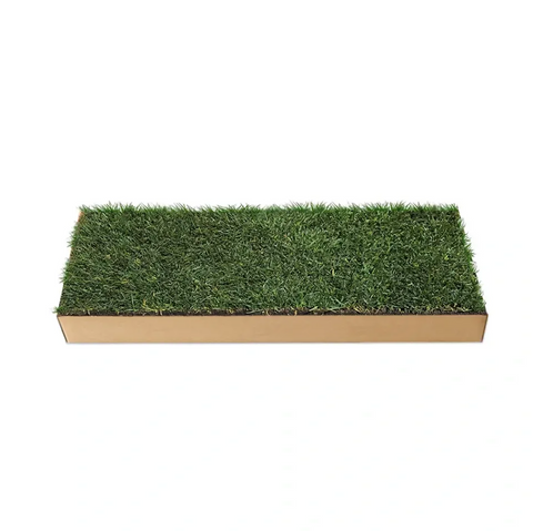 HamsterLawn real grass pad with lush green grass in a cardboard tray on a white background.