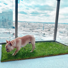 DoggieLawn