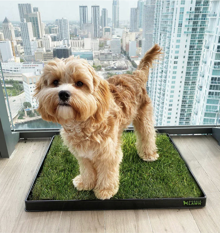 Natural Grass, Happy Paws