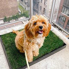 DoggieLawn