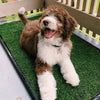 DoggieLawn
