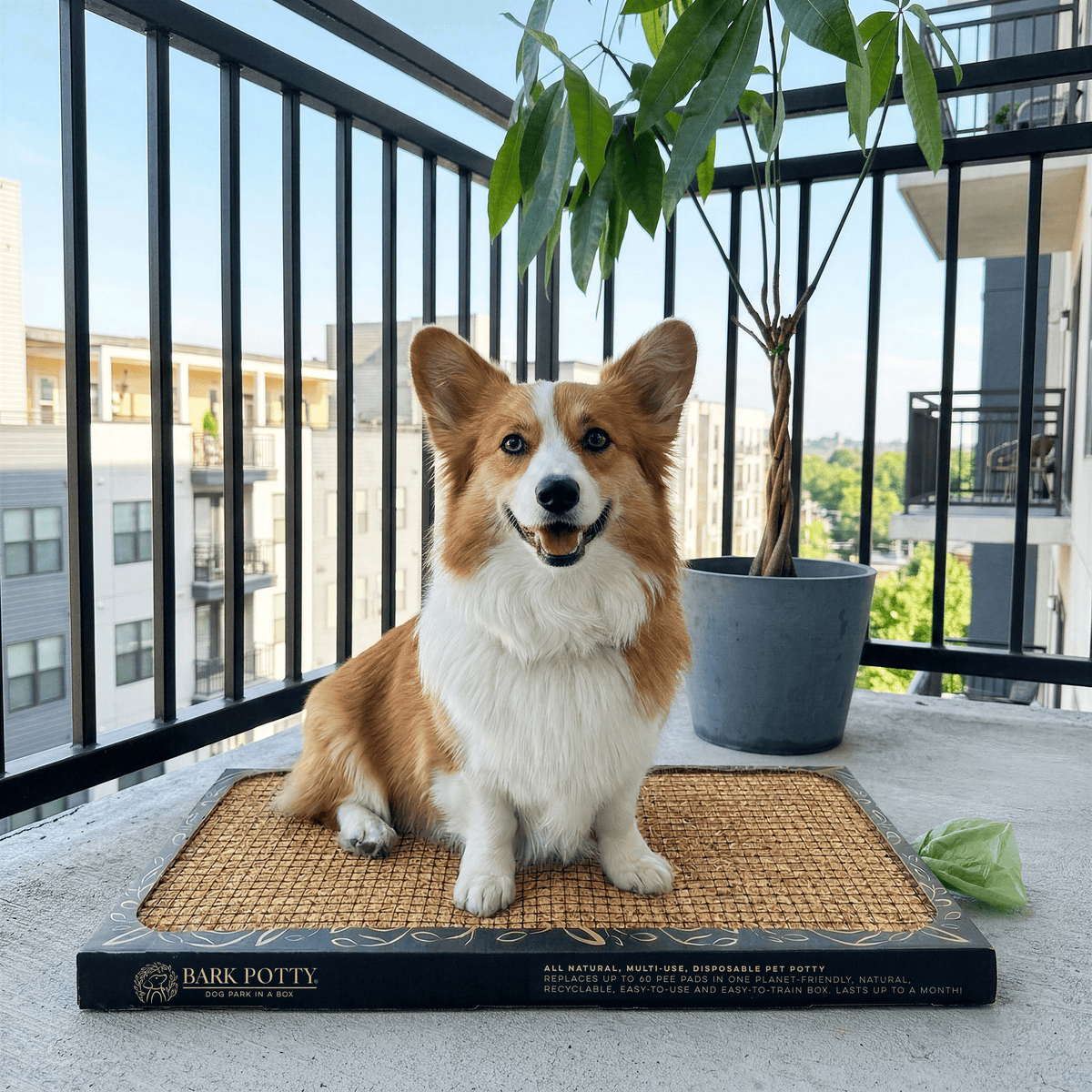 Corgi sitting on a Bark Potty disposable pet potty pad on an apartment balcony with a potted plant.