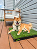 DoggieLawn