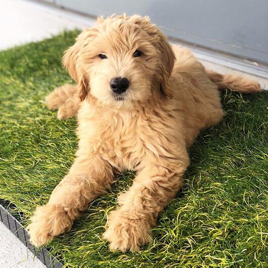 How DoggieLawn got started