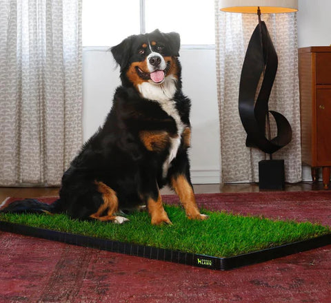 Puppy grass mat clearance
