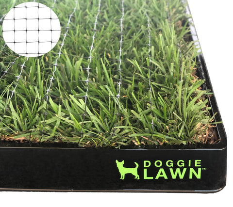 How to Stop a Dog from Digging in the Yard: Top Tips