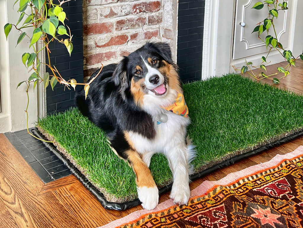 Plastic Tray for Indoor Dog Potty DoggieLawn