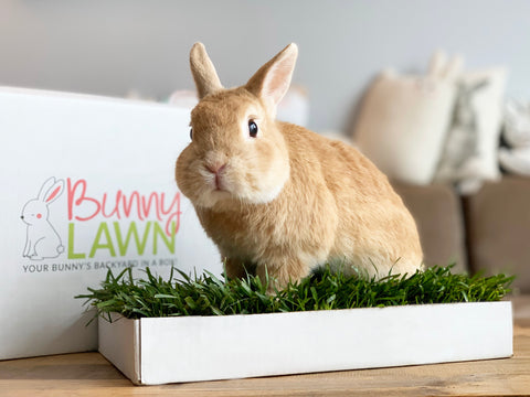 Bunny Lawn